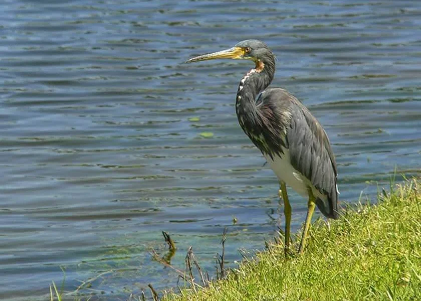 Grey-Heron-by-Gayle-Fischer-f59192c6